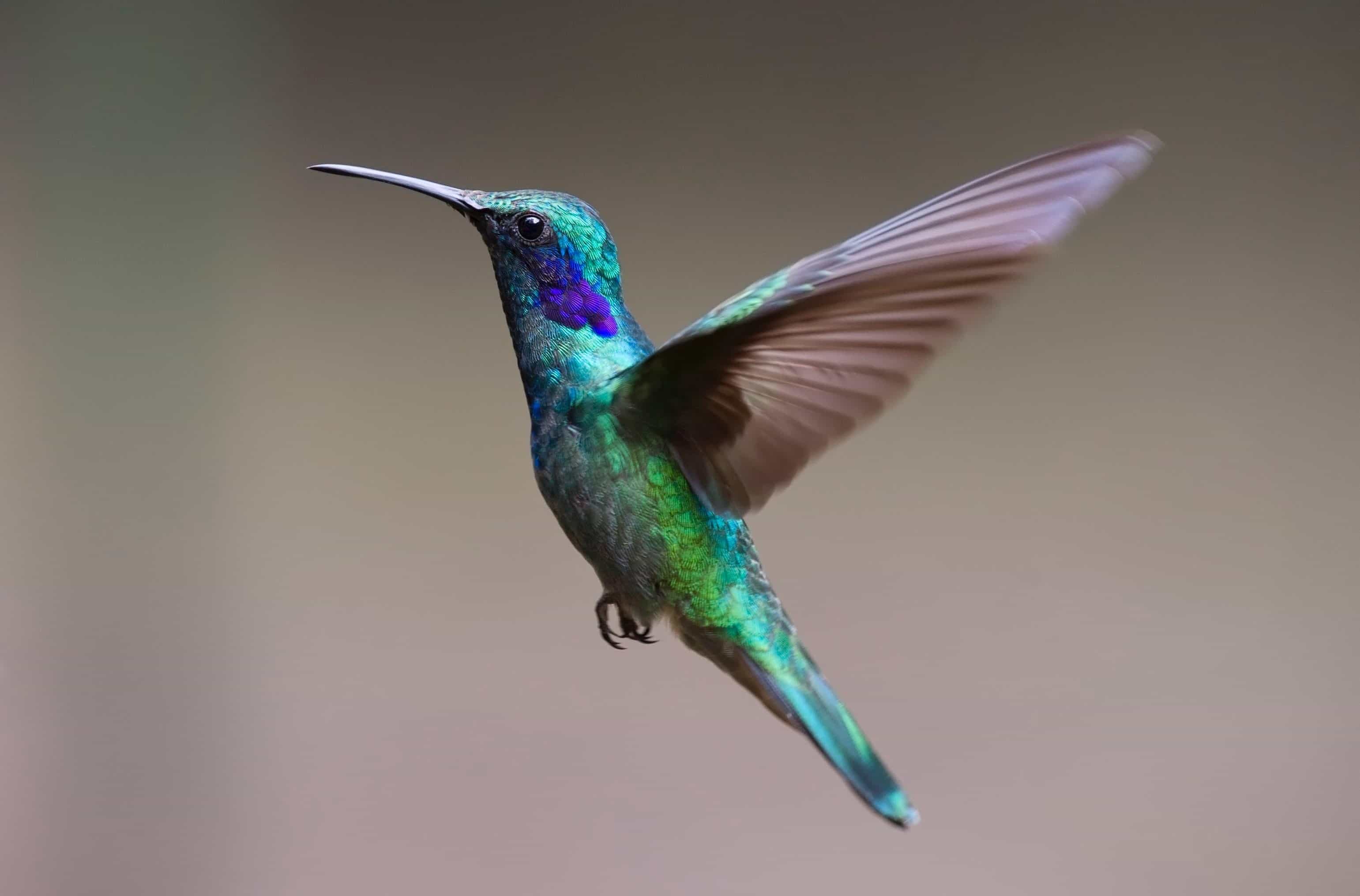 Como duermen los colibries