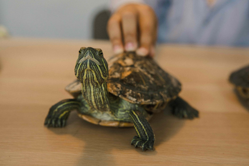 Las Tortugas Duermen En El Agua O Fuera: Descubre la Respuesta